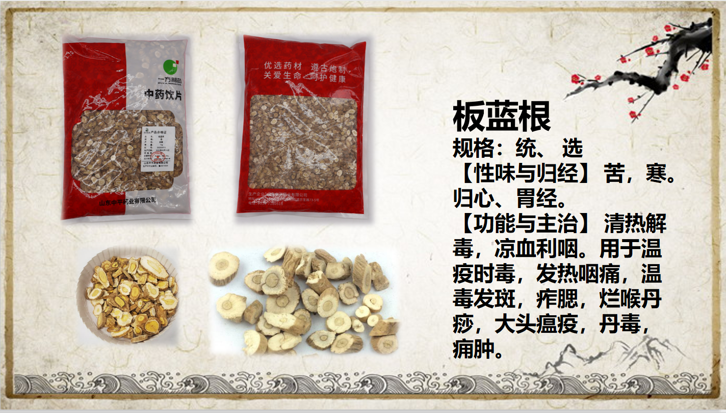 板藍根